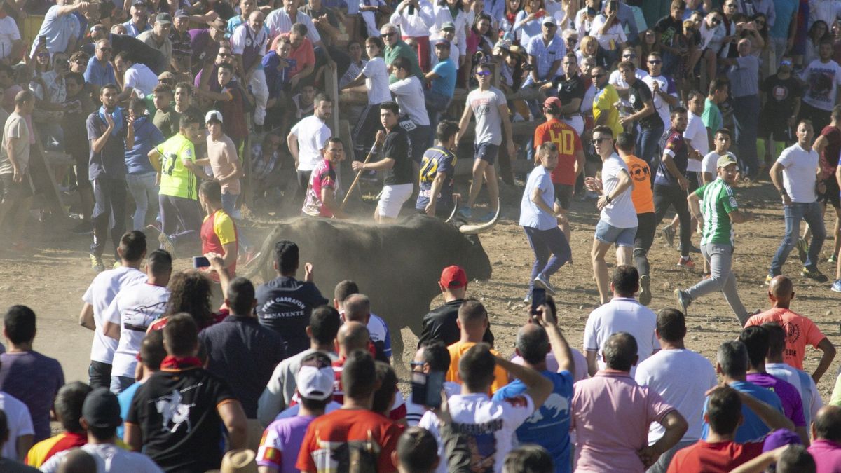 La polémica vuelve a Tordesillas por el Toro de la Vega: permitido clavar divisas al animal