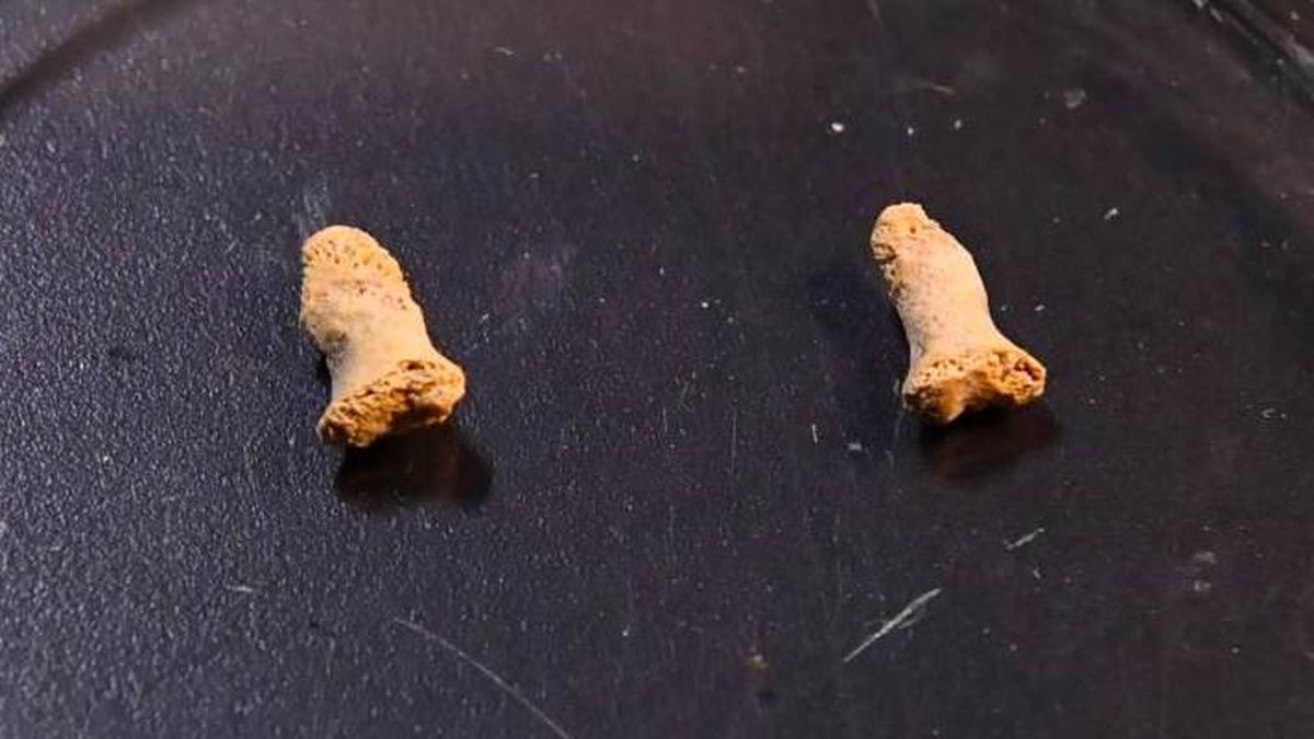 Hallan los misteriosos huesos de un niño neandertal devorado por una 'mega-ave'