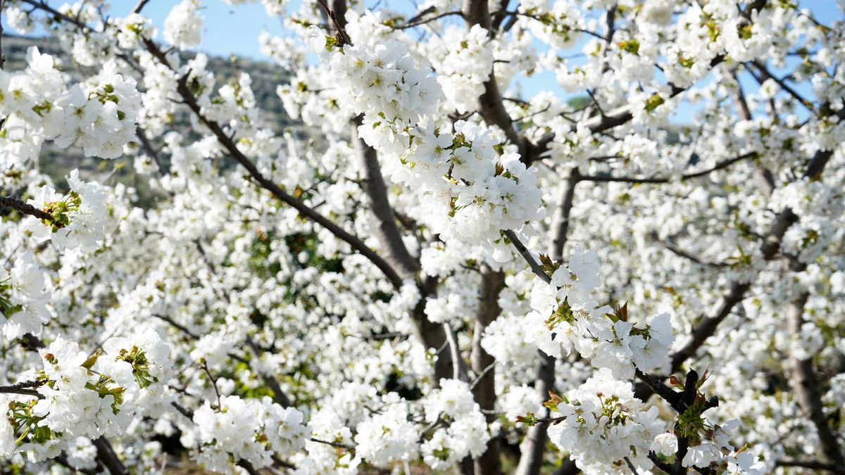 Cerezos en flor del Valle del Jerte 2024: fechas clave y toda la programación en Cáceres