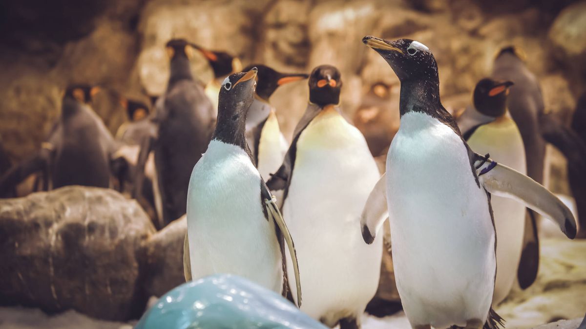 ¿Son monógamos los pingüinos? Esto dice de ellos la ciencia