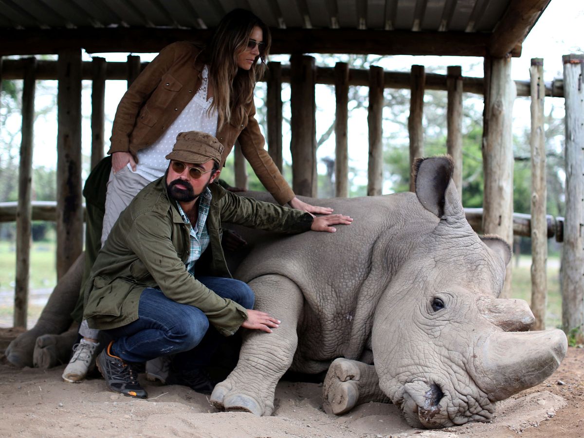 Foto: Evgeny Alexandrovich Lebedev, con la modelo Elizabeth Jane Hurley, acaricia un rinoceronte blanco. (Reuters)