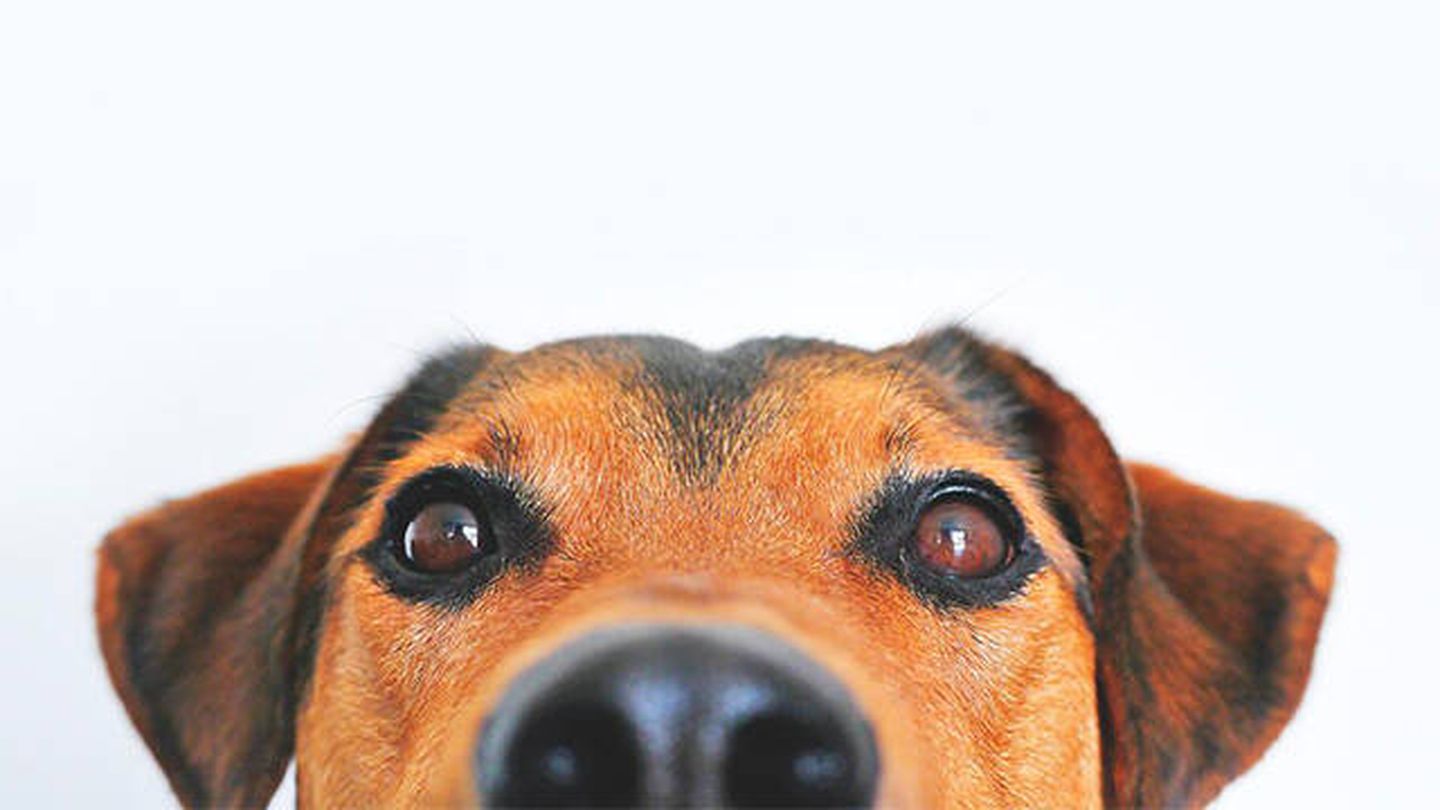 El olfato de los perros es mucho más sensible que el de los humanos (Pixabay)