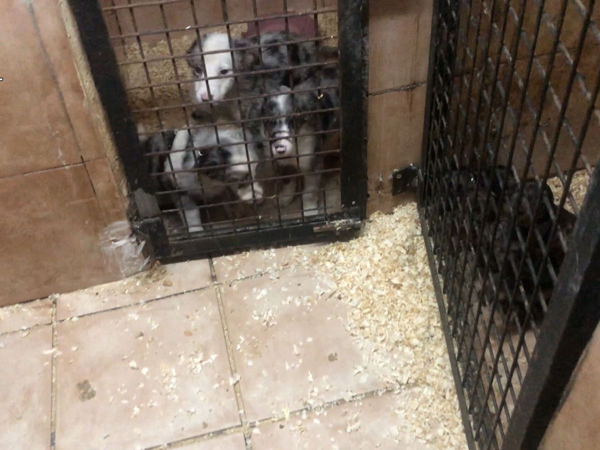 Foto: Una imagen de los cachorros retenidos. (EFE/Guardia Civil)