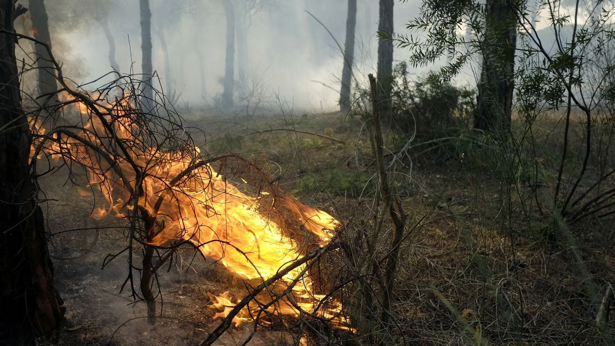 El consejero de MMAA, sobre el incendio en Doñana: "No se va a recalificar un metro"