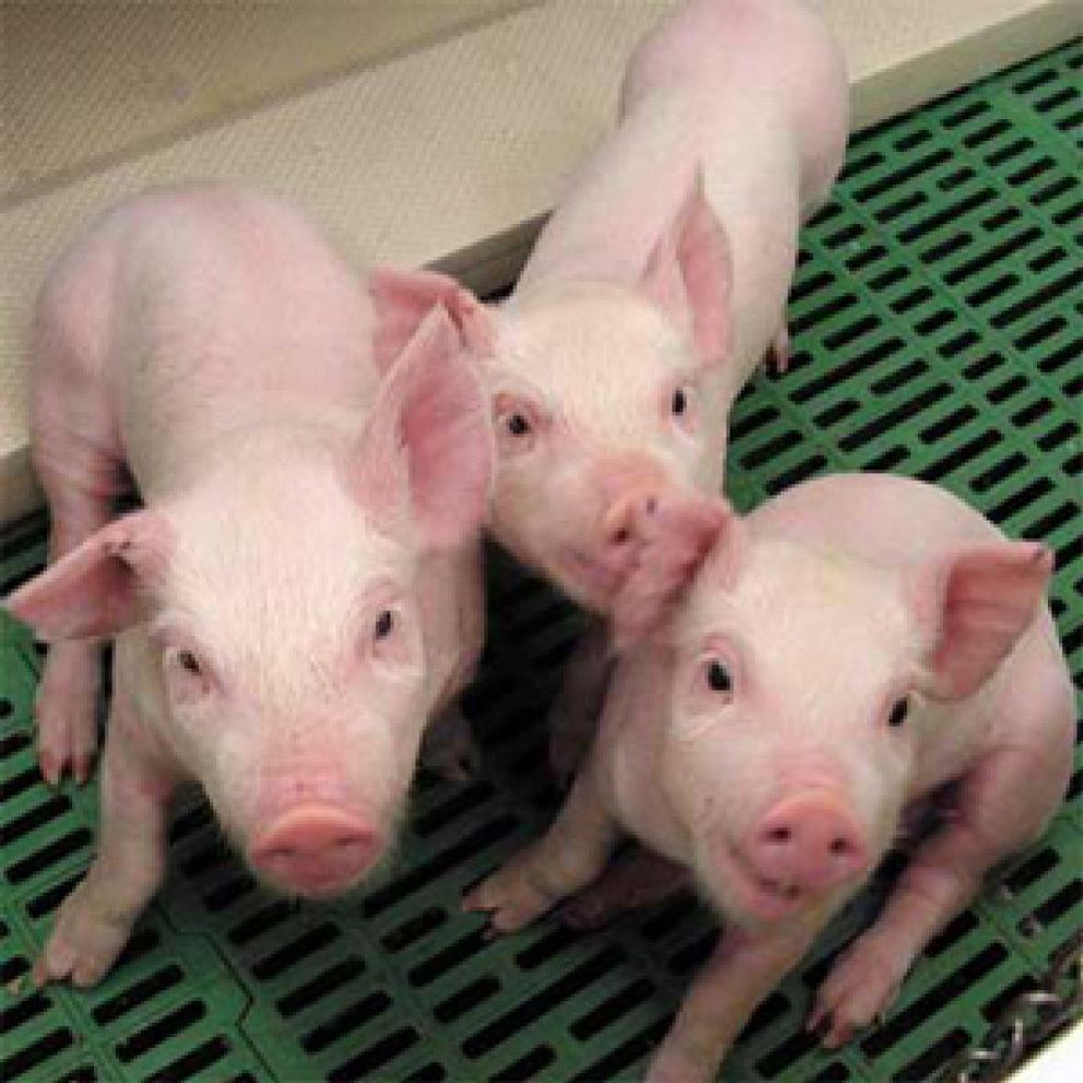 Foto: España se enfrenta a la gripe porcina con los antivirales que se compraron para la aviar
