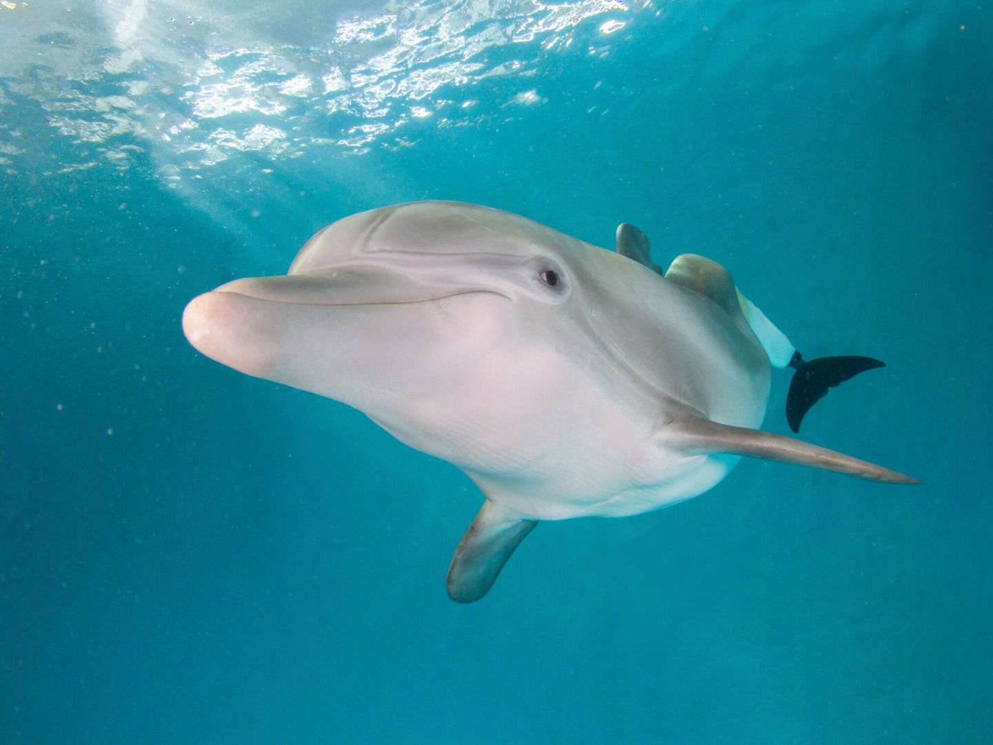 Ancestros desconocidos de los delfines aparecen en la actual Suiza (EFE).