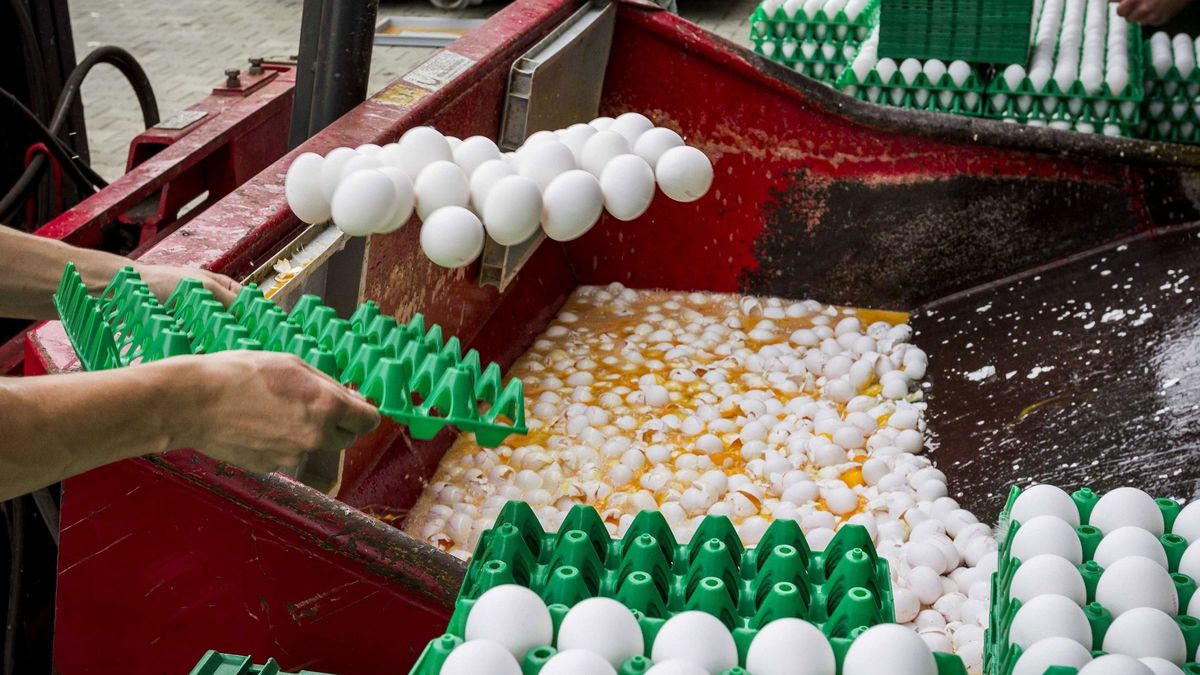 Tendrías que comerte 10.000 huevos con fipronil para sufrir problemas de salud