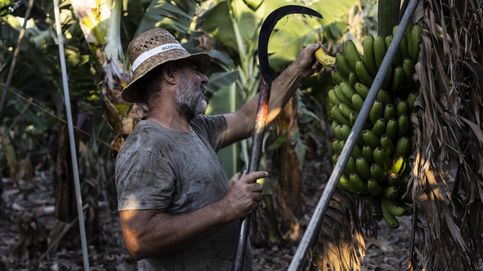 Los agricultores canarios ya no quieren recuperar la fruta que les roban (y tienen una buena razón)