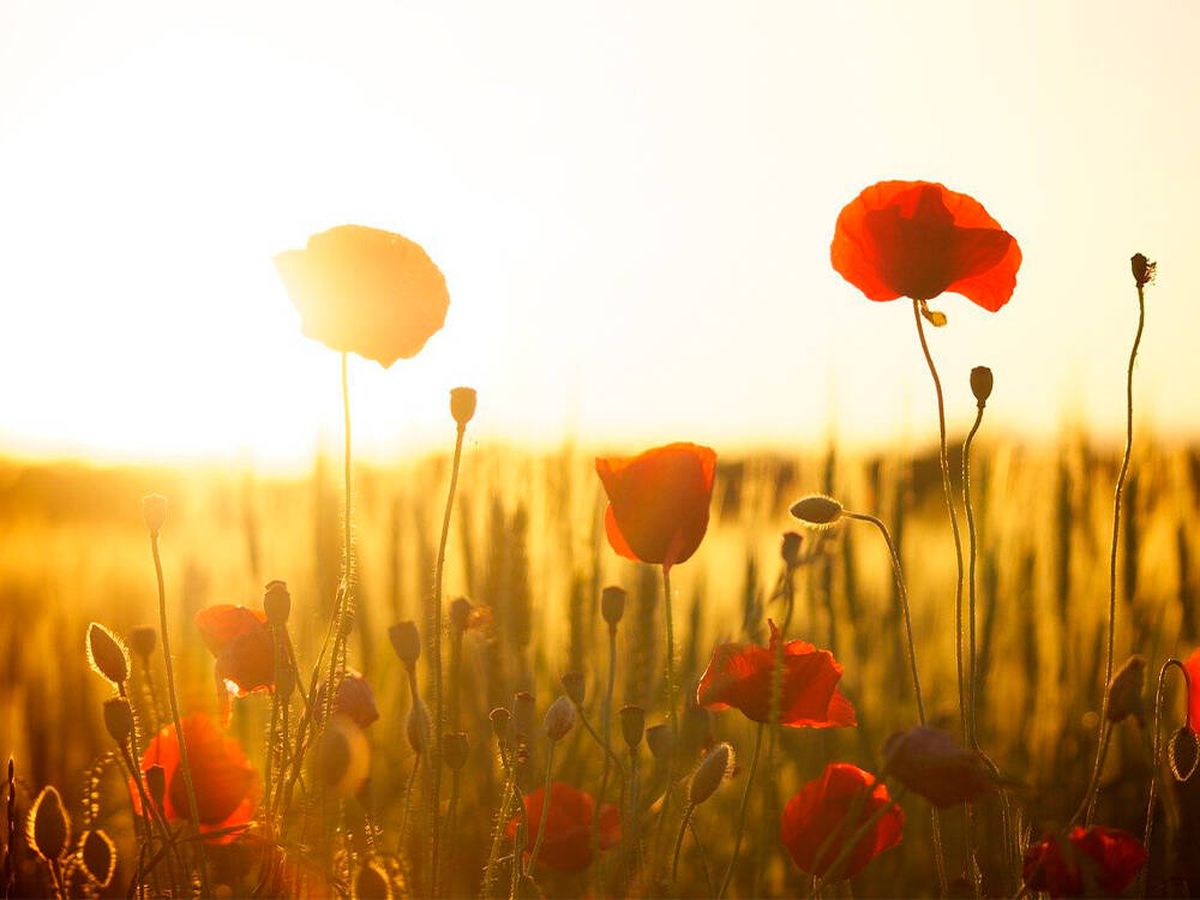 Foto: Las plantas y flores más resistentes al sol para terrazas (Pixabay)