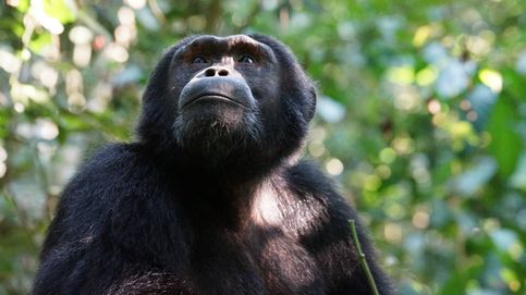 Muere a los 63 años Cobby, el chimpancé cautivo más longevo de Estados Unidos
