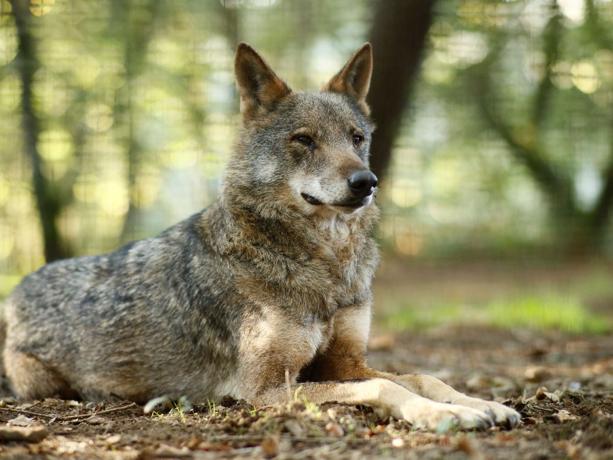 Foto: Un lobo descansa en la reserva Natural de Marcelle (Lugo). (EFE/Eliseo Trigo)