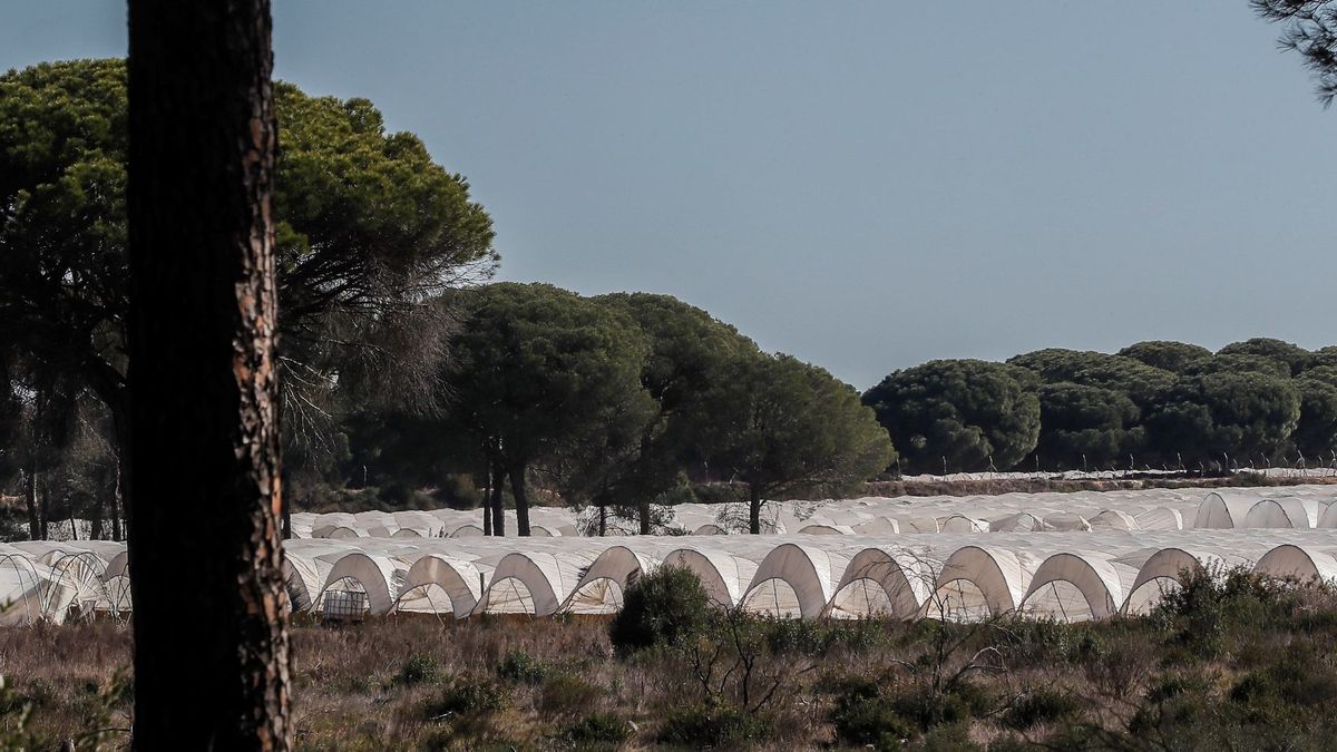 El PP reactiva la ley de regularización de los regadíos junto a Doñana en plena sequía