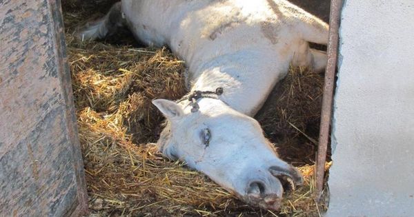 Foto: Uno de los caballos muertos. (Guardia Civil)