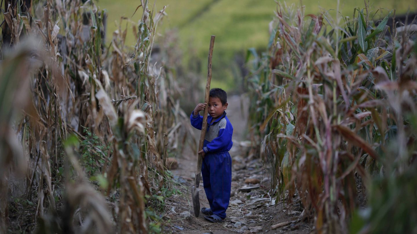 Un niño camina por un campo de maíz dañado por una inundación tras un tifón en la provincia de Hwanghae sur, en septiembre de 2011. (Reuters)