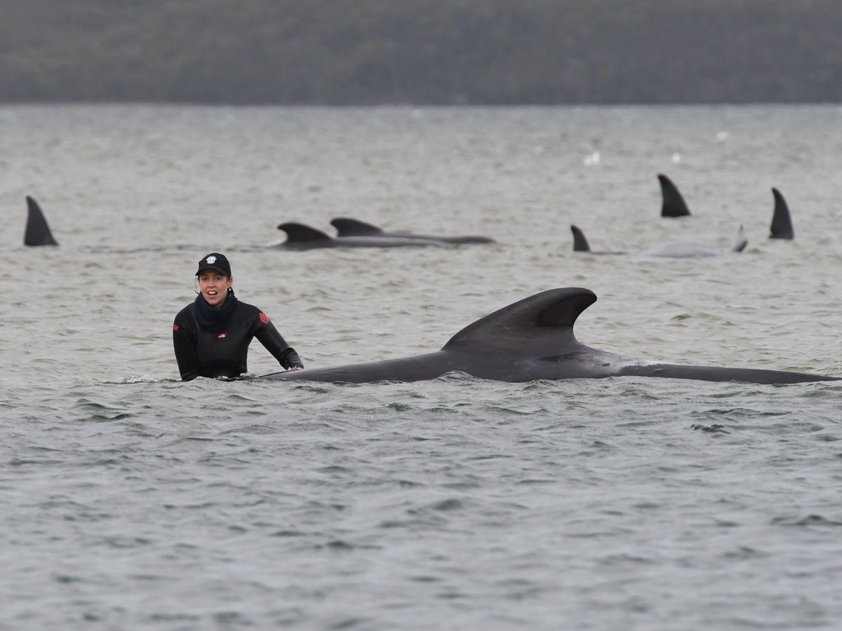 Foto: Los servicios de rescate no dan abasto para atender a todas las ballenas varadas (EFE EPA/Brodie Weeding)