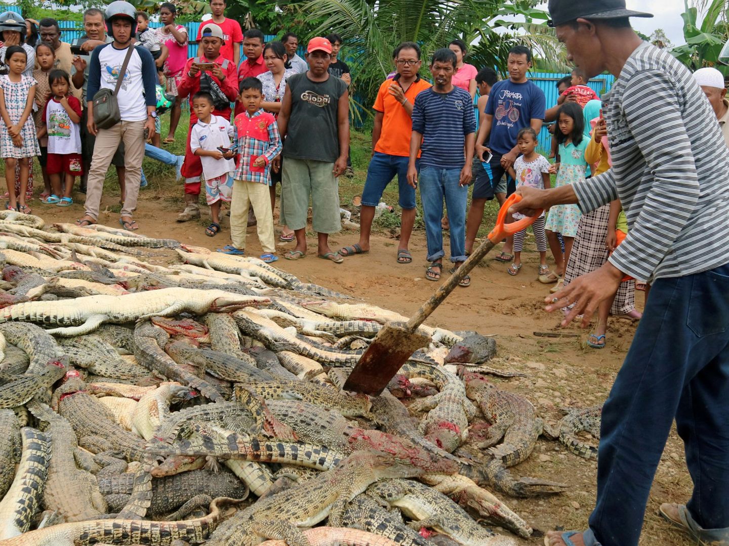 Un grupo de locales mira los cadáveres apilados de los animales. (Reuters)