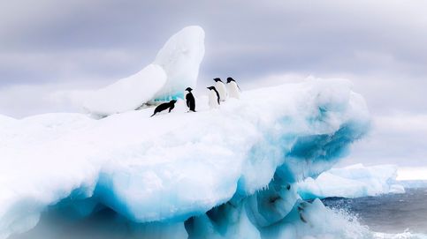 ¿Te gustan los pingüinos? Gana 2.000€ por contarlos en la Antártida