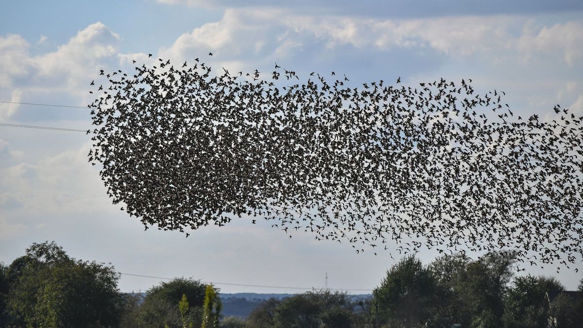 ¿Por qué hay una extinción masiva de aves migratorias en Estados Unidos?