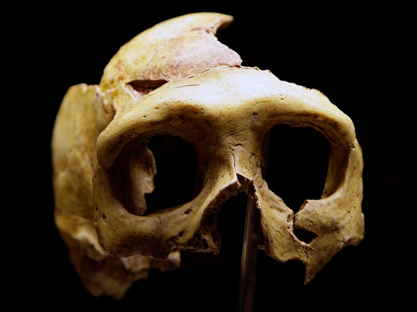 Réplica de un cráneo neandertal que se encuentra en la ciudad croata de Krapina (Reuters/Nikola Solic)