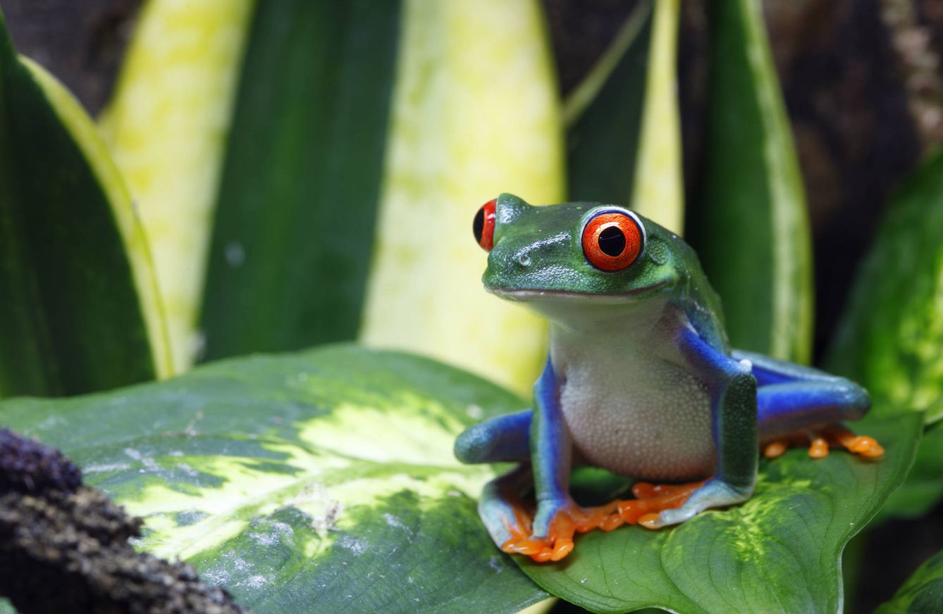 La rana verde de ojos rojos (Agalychnis callidryas) es muy popular en Costa Rica. (iStock)
