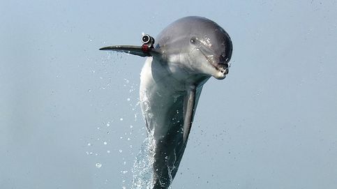 Delfines ucranianos 'secuestrados' por Rusia defienden su puerto en el Mar Negro