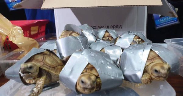 Foto: Cada tortuga estaba envuelta en cinta americana (Foto: Facebook)