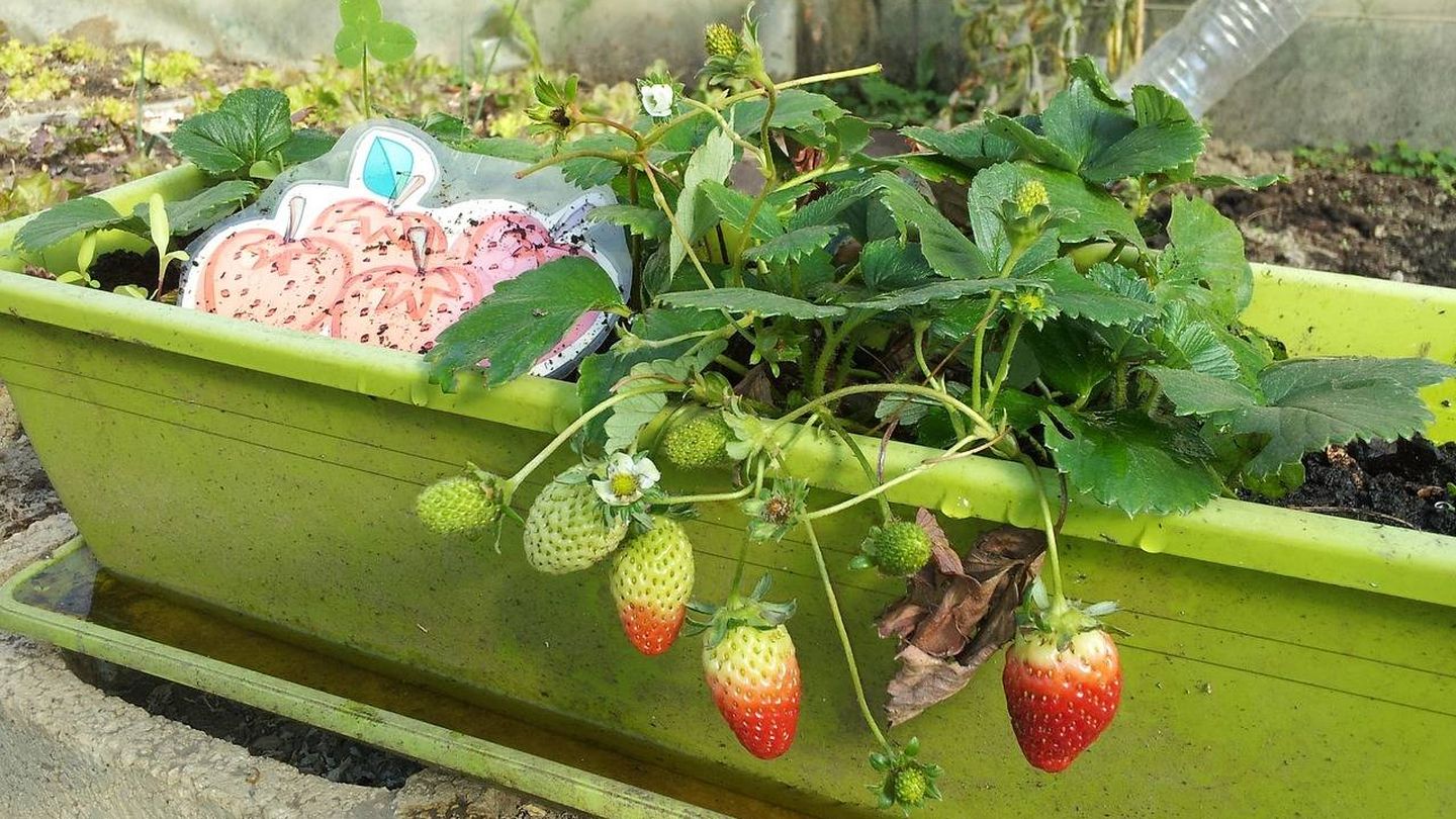 Cultivo de fresas en un huerto urbano.
