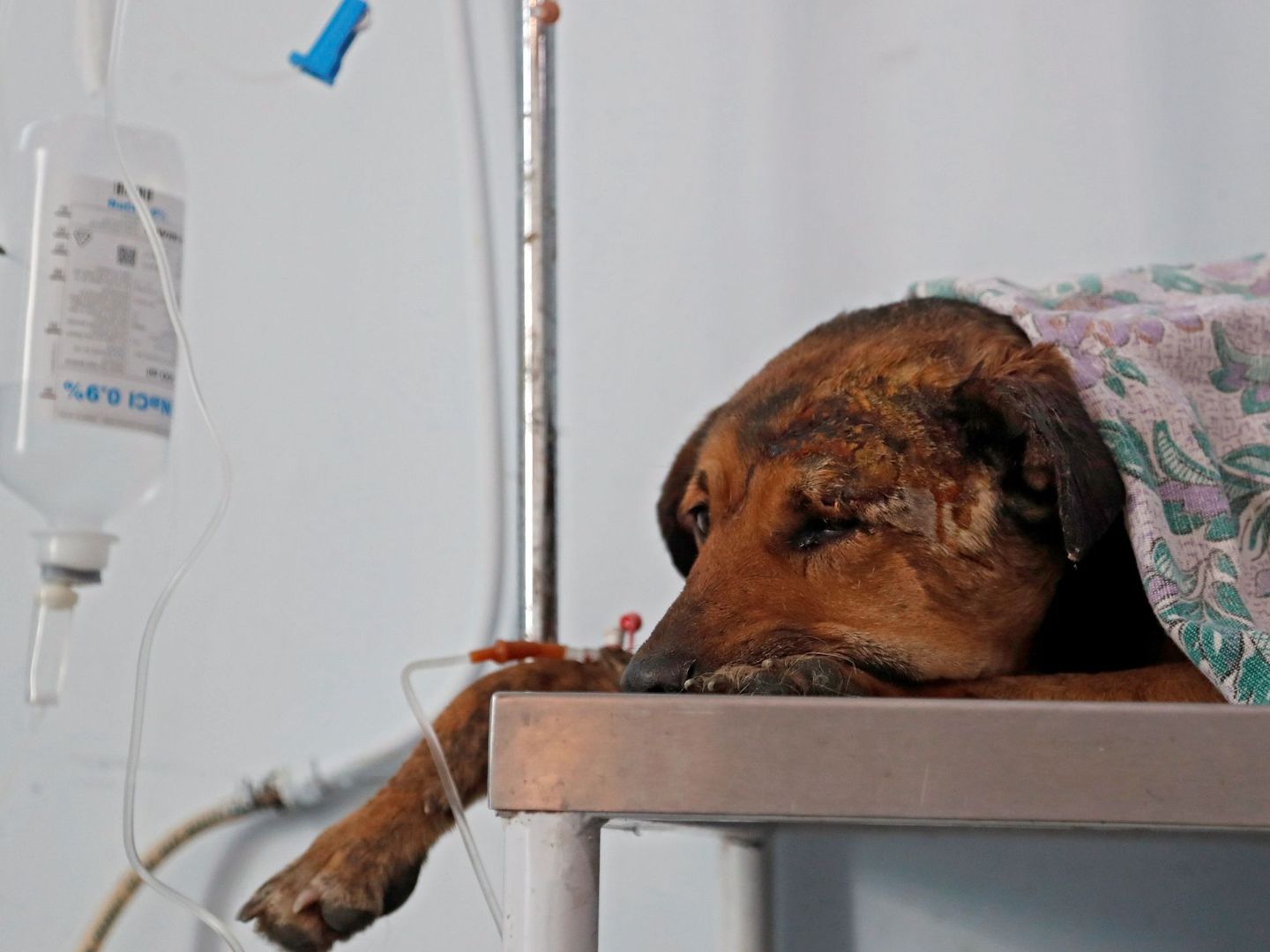 Un perro callejero, víctima de maltrato. (EFE/Zurab Kurtsikidze)