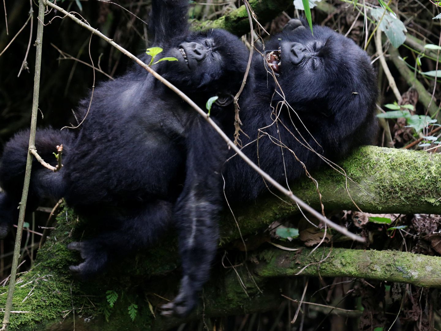 Gorilas en Rwanda.  (Reuters/Thomas Mukoya)