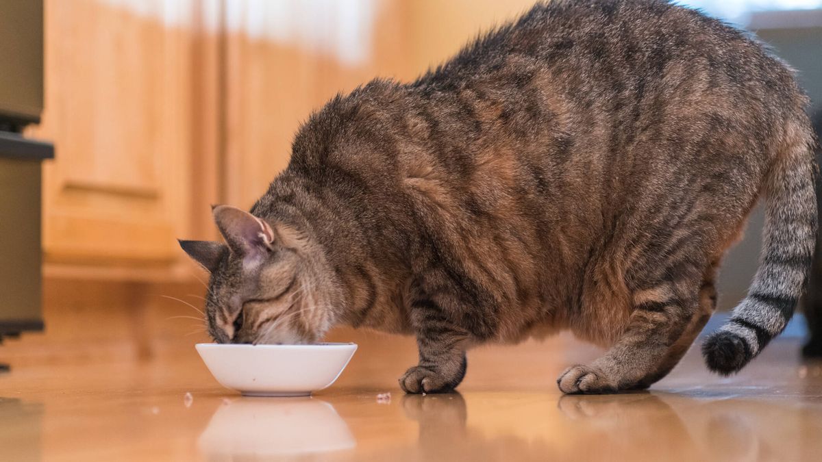 ¿Temes que tu gato esté ganando kilos de más? El riesgo para su salud de tener sobrepeso