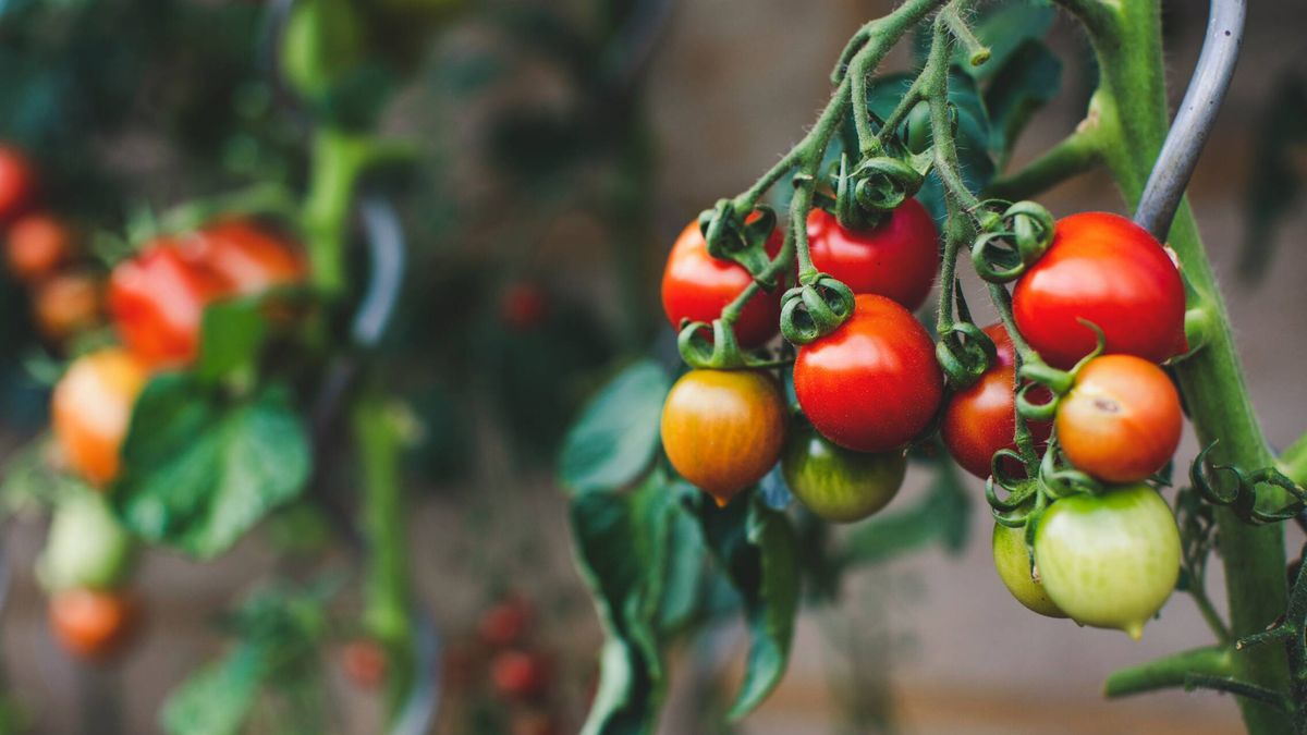 Las tomateras que 'amenazan' con secar las marismas norte de Doñana