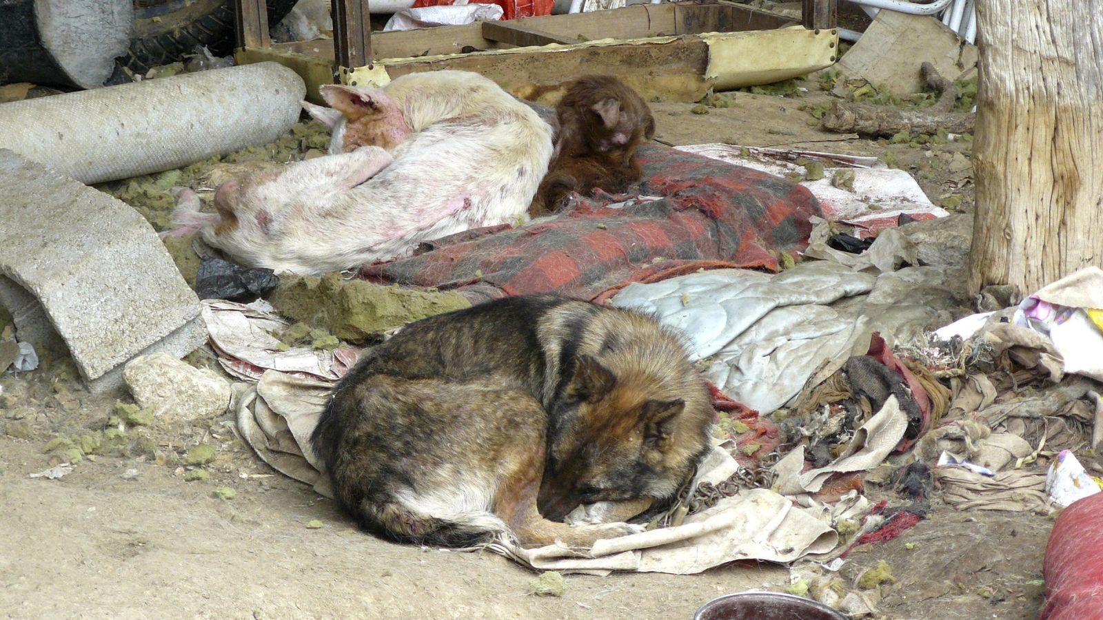 Foto: Perros abandonados