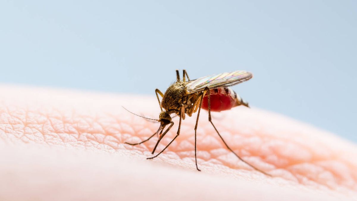 Los cerebros de los mosquitos codifican el olor humano para poder encontrarnos