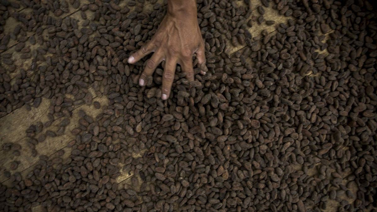 El cacao, a precio de oro por la sequía: alcanza máximos del trienio y el culpable es Ghana