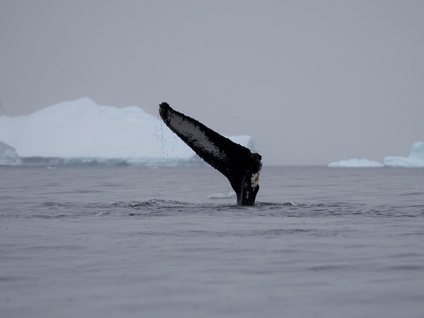 La Antártida sigue siendo un santuario para las ballenas. (Reuters/U. Marcelino)