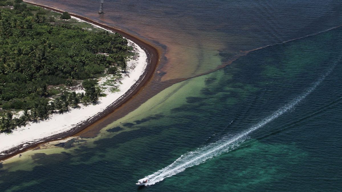 La catástrofe del sargazo, el alga que echa a los turistas del Caribe: "El aire apesta"