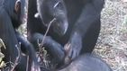 ¿Los monos siguen el luto? El vídeo que pone en duda los ritos mortuorios animales