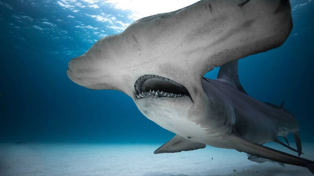 Discovery Channel vuelve a llenarse de tiburones con el contenedor 'Shark Week'