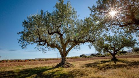 Hallan a un hombre muerto por arma de fuego en un olivar en Badajoz