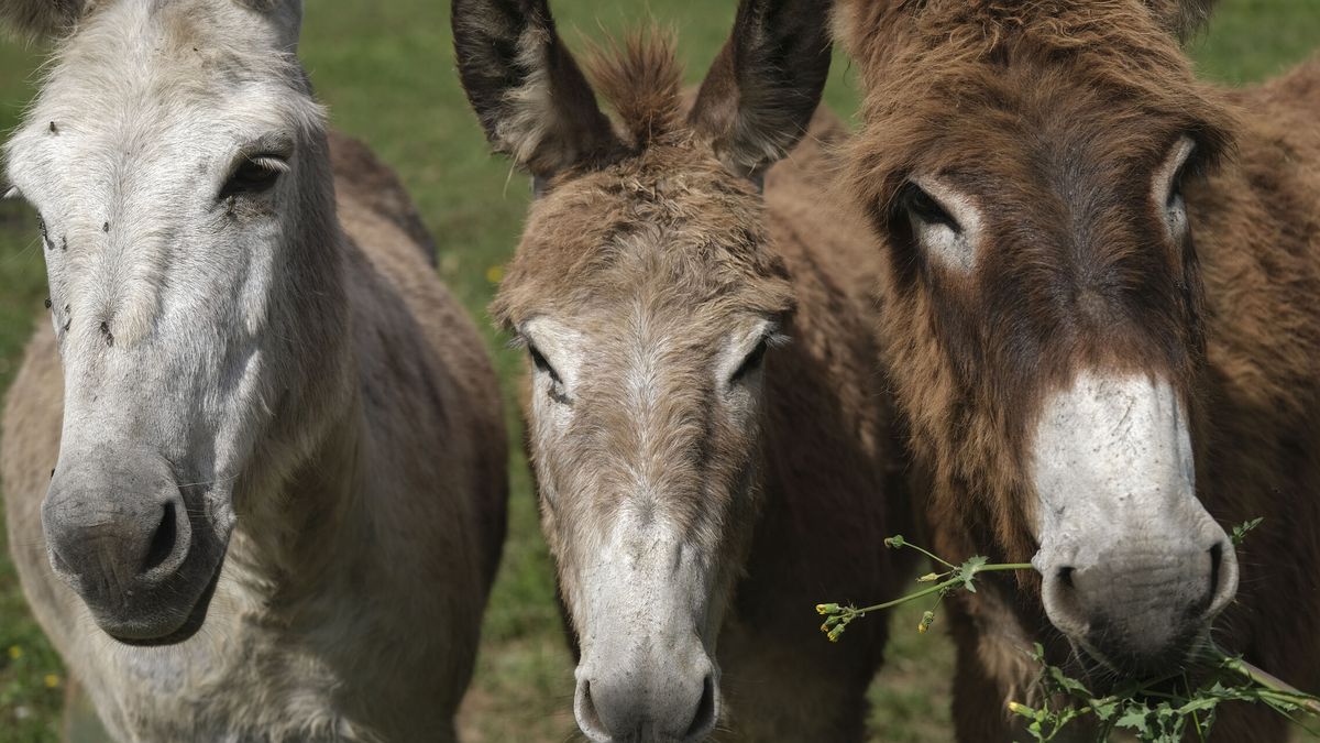 Una granja de Galicia pide a la RAE que elimine la acepción peyorativa de 'burro'