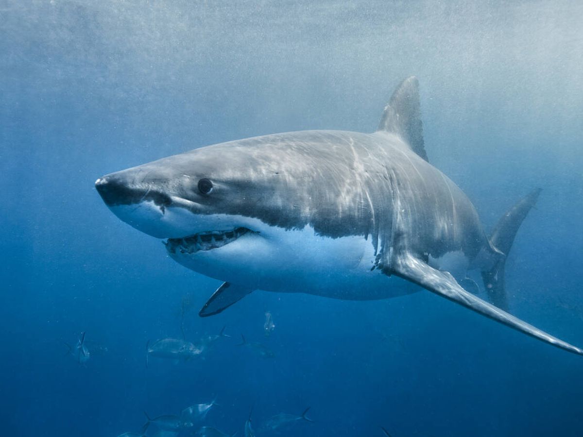Foto: Tiburón blanco - iStock