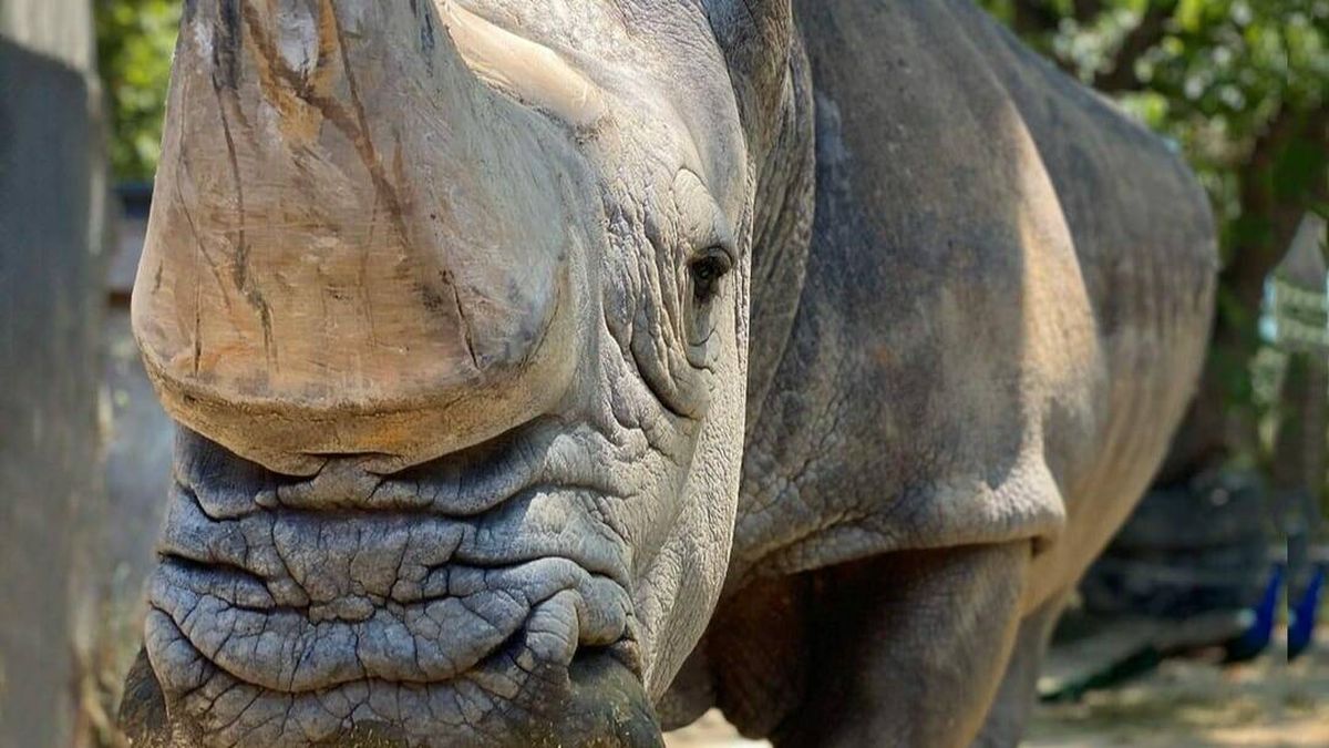 Muere en el zoo de Barcelona Pedro, el rinoceronte blanco más longevo de Europa