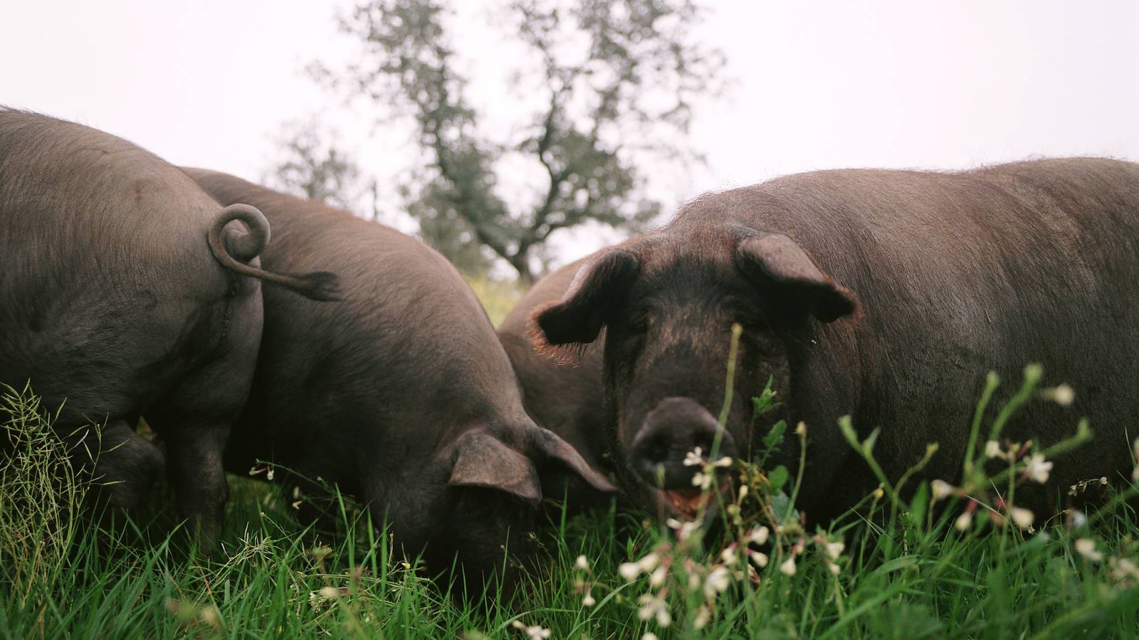 Foto: Cerdos ibéricos en una dehesa. (DO Jabugo)