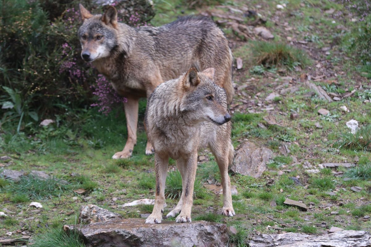 Estudo aponta que fauna de pequeno porte sofre declínio enquanto grandes espécies se recuperam na Espanha