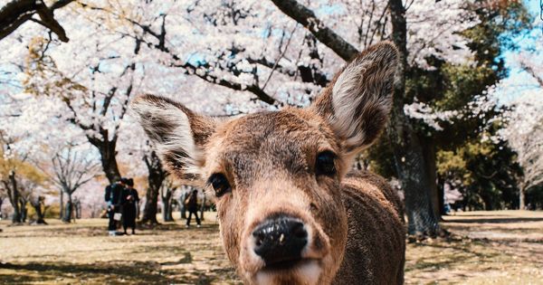 Foto: Uno de los ciervos del Parque de Nara. (Pixabay)
