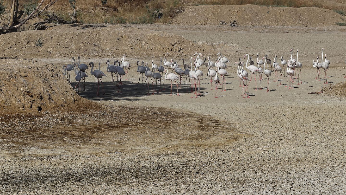 Grupo de flamencos en una laguna seca de Doñana. (EFE/J. M. Vidal)