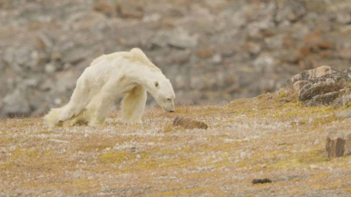 El vídeo del oso polar esquelético: "Es una escena que te rompe el alma"