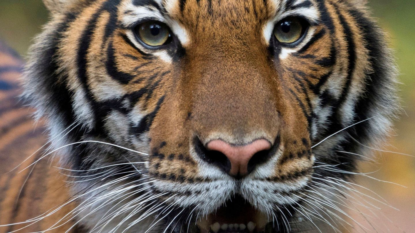 Nadia, el primer tigre que dio positivo por coronavirus el 5 de abril (Reuters)