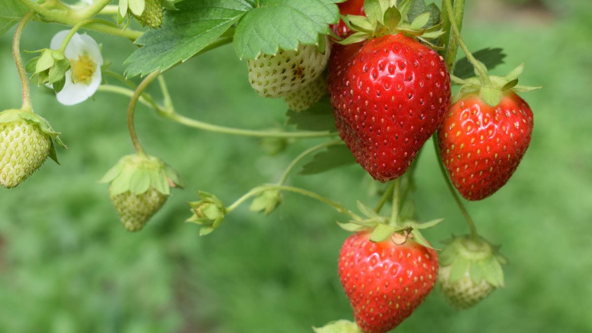 Los 7 beneficios insospechados de las fresas para la salud 