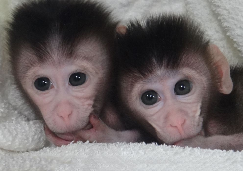 Foto: Mingling y Lingling, dos gemelas de macaco editadas con CRISPR